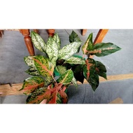 SALE!!!! BUNDLE OF 3 for 350 only Aglaonema Varieties all actual photo