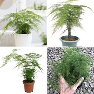 PLANT - Asparagus Setaceus Plumosus / Indoor Plant