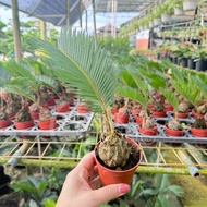 TKL - Cycas Revoluta Live Plant (Sago Palm) 苏铁铁树