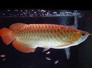 Ikan Arwana Golden Red ikan hias predator 15 - 25 CM