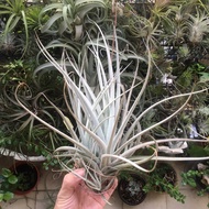 Airplant/Tillandsia Subsecundifolia