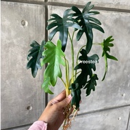 Philo akar / tanaman hias / Tanaman Artificial/ Pohon hias palsu