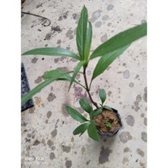 Pokok bunga ruellia purple