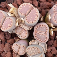 10 เมล็ด เมล็ดพันธุ์ ไลทอป กระบองเพชร ไม้อวบน้ำ กุหลาบหิน แคคตัส Living Stones Lithops Castus สายพันธุ์ julii ssp fulleri C171