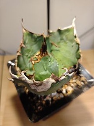 白鯨  龍舌蘭 植物 嚴龍 Agave Plant 塊根 多肉