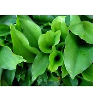 pokok cekur hijau/cekur jawa