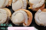 【生干貝系列】帆立貝(肉)(21~25粒) / 約1000g / 包~教您做和風大扇貝上桌