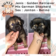 German Shepherd Mix Golden Retriever Anak Anjing Jantan Betina