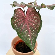 Caladium Lance Whorton Plant - Fresh Gardening Indoor Plant Outdoor Plants