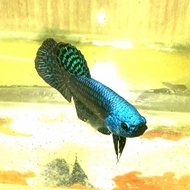 cupang betta Alien blue real pict