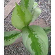 Aglaonema Varieties (Live plant).