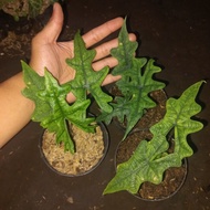tanaman hias alocasia jacklyn