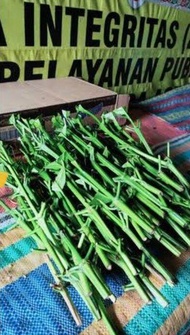 Entres Kopi Berbagai Jenis
