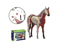 4D Vision หุ่นจำลองม้า 4 มิติ