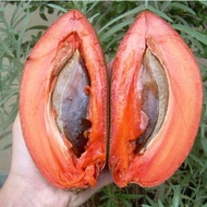 Mamey Sapote Pokok(Ciku Gergasi)