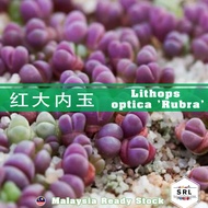 Rubra Optica Lithops 红大内玉生石花 Purple Maroon Lithops Live Plant