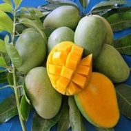 Mangga Harum manis original Perlis