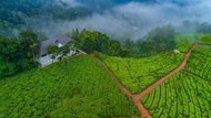 採茶機飯店 (Tea Harvester)