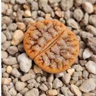 Lithops Gracilidelineata C189 / C188A Latte lithops 屁屁生石花 🇲🇾Ready stock
