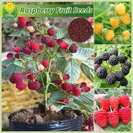 เมล็ดพันธุ์ ต้นราสเบอร์รี่ เมล็ดราสเบอร์รี่ บรรจุ 800 เมล็ด Raspberry Plant Fruit Seeds บอนไซ ต้นไม้ เมล็ดผลไม้ พันธุ์ผลไม้ เมล็ดพันธุ์ผลไม้ ต้นไม้กินผล บอนสีพันหายาก ต้นไม้ผลกินได้ เมล็ดบอนสี ต้นไม้แคระ ต้นไม้มงคล ปลูกง่าย คุณภาพดี ราคาถูก ของแท้ 100%