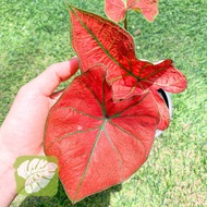 Caladium Red Keladi Merah IOB