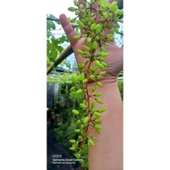 Baikonur Grapes Seedlings