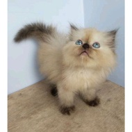CAT (PERSIAN SOAP HIMALAYA) PERSIAN KITTEN MEDIUM ANGGORA FLATNOSE PEAKNOSE HAIR Kapas LONG HAIR BEN