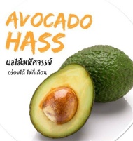 ANAK POKOK AVOCADO HASS KAHWIN (GRAFTED) CANTUMAN