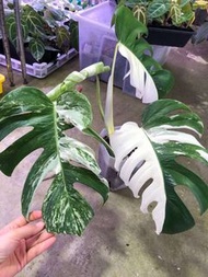 日本白斑龜背芋