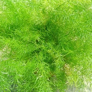 Asparagus  racemosus Fern Indoor Plant