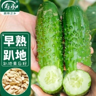 Cucumber seeds Dry cucumber small green melon early spring rapeseed seeds weicked-lying cucumber seeds