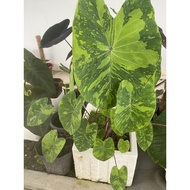 Colocasia Lime Gecko Keladi Caladium