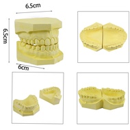 แบบจำลองฟันปลอมวัสดุยิปซั่มมาตรฐานแบบพอร์ตเต็มรูปแบบ