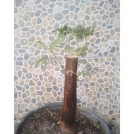 Bahan Bonsai Lamtoro(Petai China)