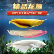 Silver Fish Colorful Yellow Fish with Silver Red-Eyed Fish Fry Ornamental Fish Golden Arowana Aquari