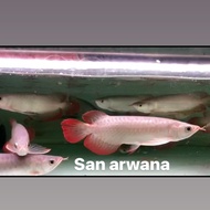 arwana super red arowana arwana