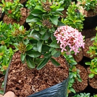 tanaman hias soka jambon bunga pink daun mini