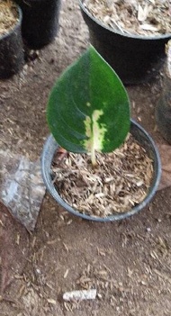 Aglaonema sultan Brunei