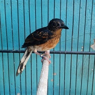 anakan murai batu medan