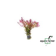 [SG READY STOCKS Live Aquatic Plant] Rotala Blood Red submerged form in lead bunch by Aquatic Farmer