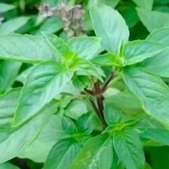 PLANT* 2pasu (S) Thai Queen Basil / Thai Basil @ 九层塔