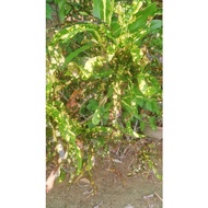 keratan pokok bunga puding
