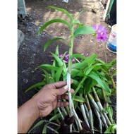 Anggrek Dendrobium Bantimurung Dewasa