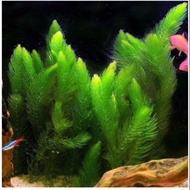 Aquarium Fish Shrimp Plant Moss: Guppy Grass Breeding