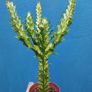 Live plant / Cactus Succulent / Euphorbia Trigona.