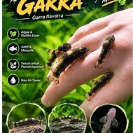 Garra flavatra Algae & Biofilm Eater Fish for Planted Aquarium Freshwater Fish