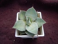 龍舌蘭~ Agave pygmaea