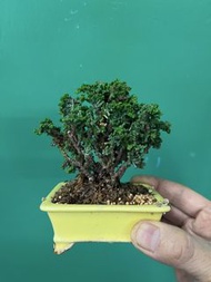 石化檜
