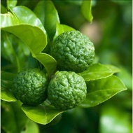 Bibit Benih Biji Jeruk Limo / Limau - Biji Tanaman Pohon Jeruk Limo