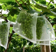 Fruit cover net jaring transparan pembungkus buah kelengkeng Anggur dll